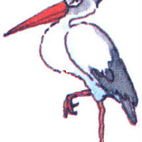 Aves (33).jpg