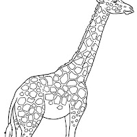 Mamíferos (138).jpg