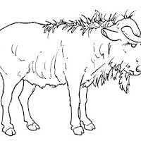 Mamíferos (142).jpg