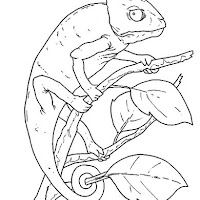 Reptiles (4).jpg