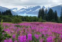 fireweed, glacier, Juneau, Mendenhall Glacier