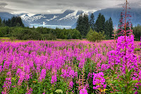 fireweed, glacier, Juneau, Mendenhall Glacier