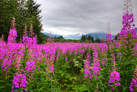 fireweed, glacier, Juneau, Mendenhall Glacier