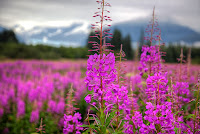 fireweed, glacier, Juneau, Mendenhall Glacier
