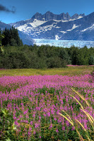 fireweed, glacier, Juneau, Mendenhall Glacier