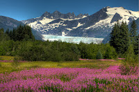 fireweed, glacier, Juneau, Mendenhall Glacier
