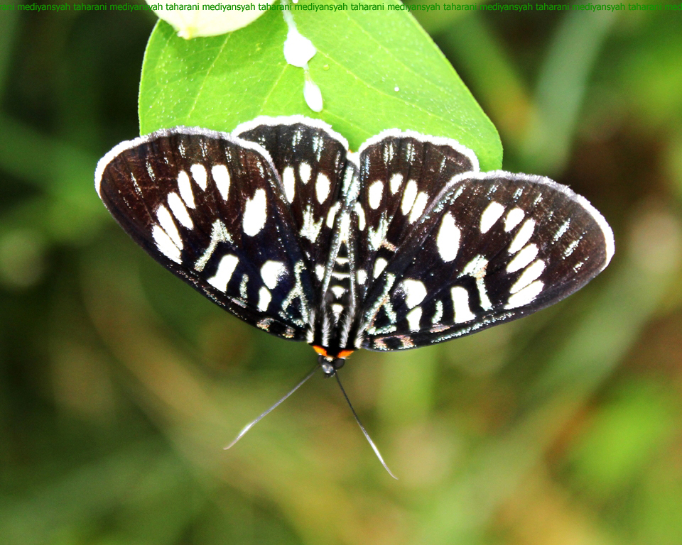 Moth