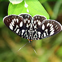 Moth