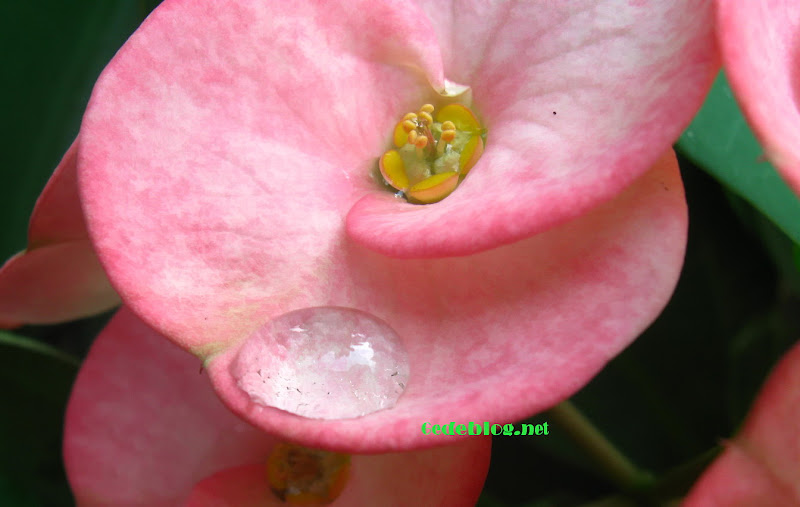 Photo Of The Month (mei 2009) Air diatas daun