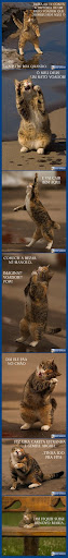 http://lh6.ggpht.com/_LK6uWs-ankE/TEZ8_9-E7FI/AAAAAAAACWg/IJA_9M8BMXs/vivonarederatovoador.jpg