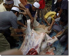 lembu-korban lembu-korban