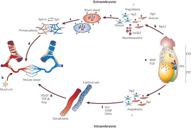 angiogenesisanatomy.jpg