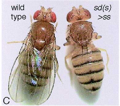 wing2legHomeosis.jpg