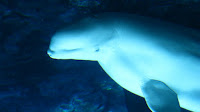IMG_0806.jpg