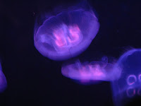 IMG_0841.jpg