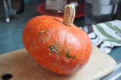 [cinderella pumpkin.jpg]