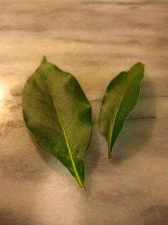 [Bay Leaves[2].jpg]
