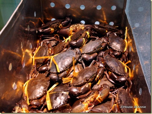 live crabs at Rock Road Seafood live crabs at Rock Road Seafood