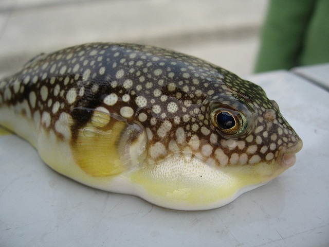 [baby fugu by furibond on flickr[5].jpg]