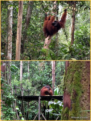 [Semenggoh Alpha Male Orangutan 2[2].jpg]