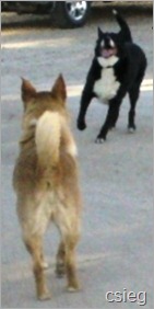 Triangle T Happy Dogs 2 Triangle T Happy Dogs 2