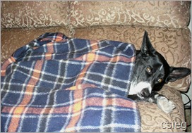 couch dog -1 couch dog -1