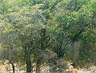 owl tree owl tree
