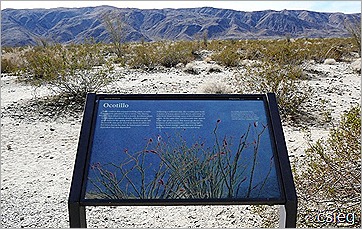 Joshua Tree National Park Trip  (13)