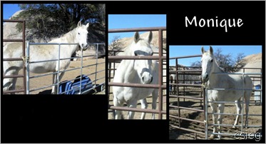 Triangle T Guest Ranch Horses 1