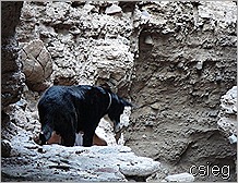 Gargoyle Canyon Tight Spot Ledge 6 Gargoyle Canyon Tight Spot Ledge 6