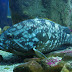 DSC02855.JPG, Poreč AQARIUM, Chorwacja 2009