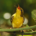 Olive-backed sunbird