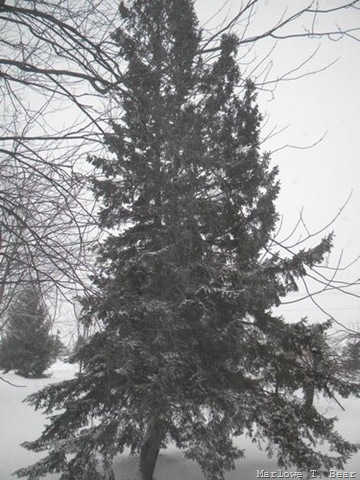 [tn_2010-01-07 Snow Covered Property (4)[4].jpg]