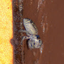 spider