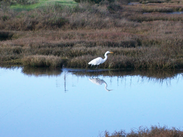 Water bird