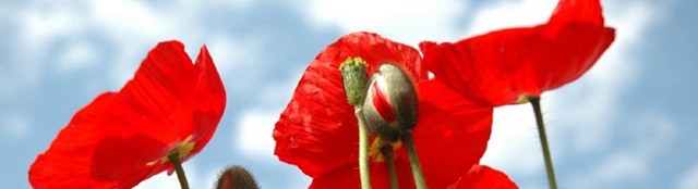 [flower-banner (1)[4].jpg]