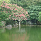Esta imagen me encanta como refleja el agua y los petalos de hojas caen al mismo tiempo. No es un cerezo por si se van con la finta, como yo.