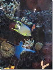 In the Mall swimming with the Fish