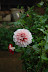 DSC_0411.JPG