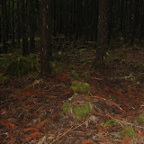 Der Waldboden im dunklen und unheimlichen stillen Nadel-Urwald