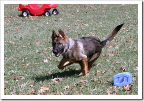 2010.4.10 Jake in Yard-11