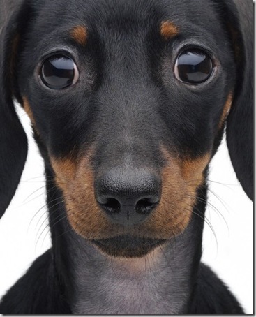 b akiranuse perrito