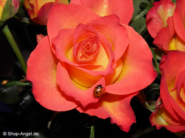 Rosen mit Maik&auml;fer