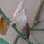 Abandoned Moth Case