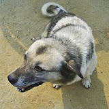 Dogs of Kalimpong