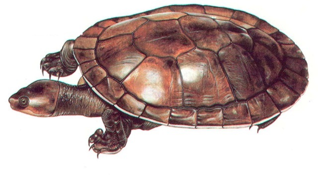 MURRAY RIVER TURTLE 