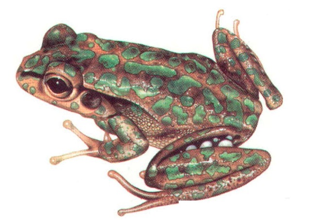 GREEN AND GOLD BELL FROG 