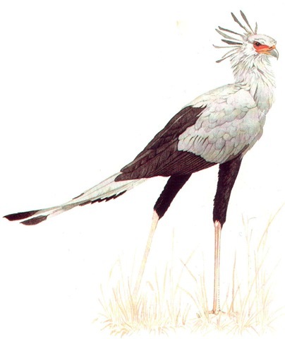 SECRETARY BIRD