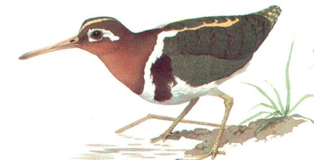 GREATER PAINTED SNIPE 