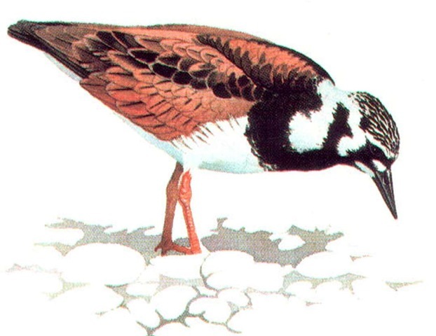 TURNSTONE (breeding plumage) 